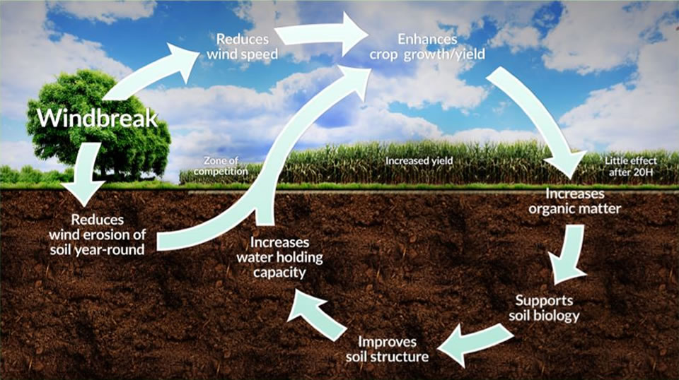 soil-health-diagram